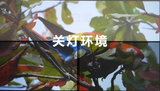 120inch Fixed Frame ALR Screen